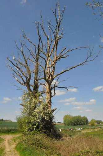 DSC 0260
